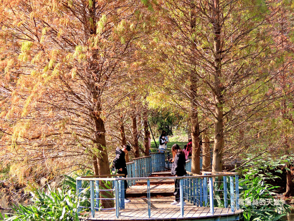 桃園落羽松景點-長庚養生文化村 落羽松公園 (34).JPG