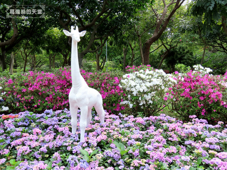 大安森林公園-杜鵑花季資訊 (22).JPG