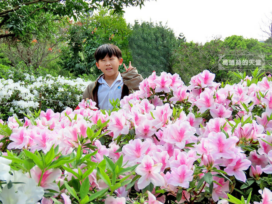 大安森林公園-杜鵑花季資訊 (25).JPG