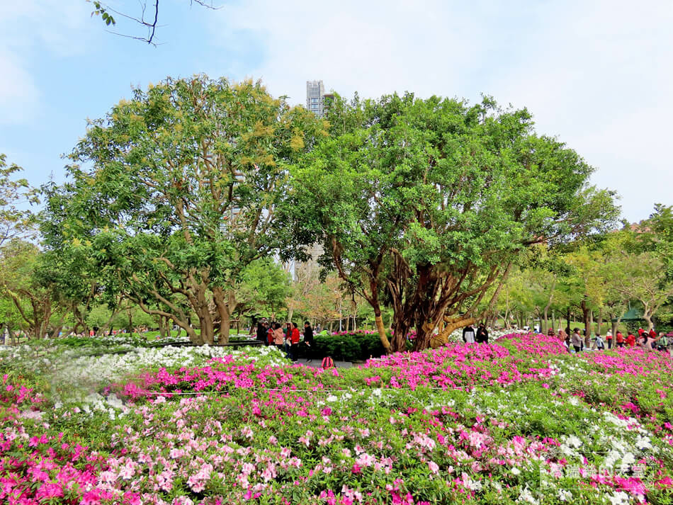 大安森林公園-杜鵑花季資訊 (29).JPG