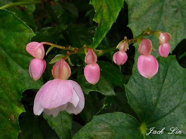 水鴨腳秋海棠(雌花)