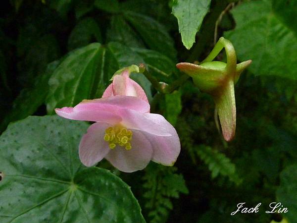 水鴨腳秋海棠(雌花)