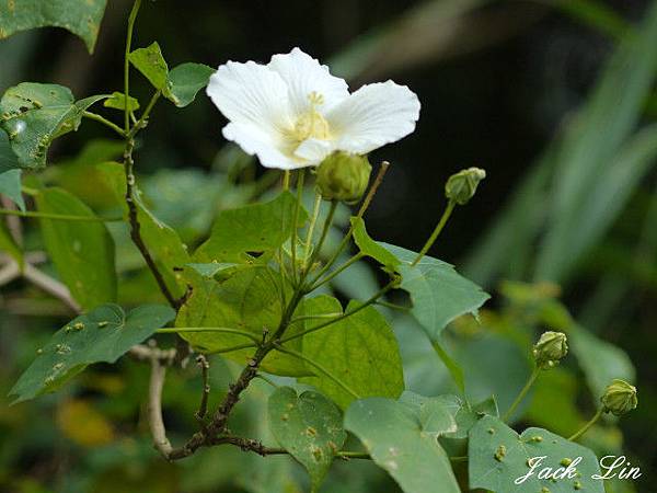 山芙蓉