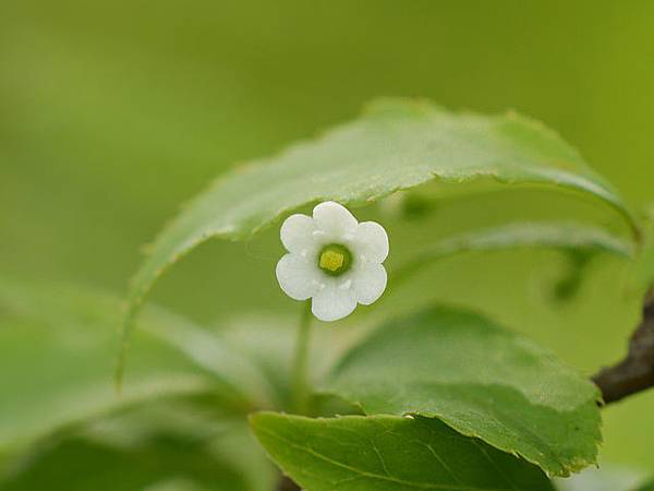 燈稱花