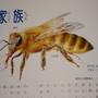 蜜蜂構造