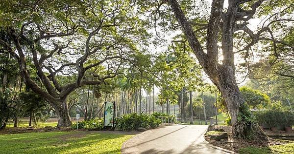 Beautiful trees overhanging the walking path through George Brown Darwin Botanic Gardens.jpg