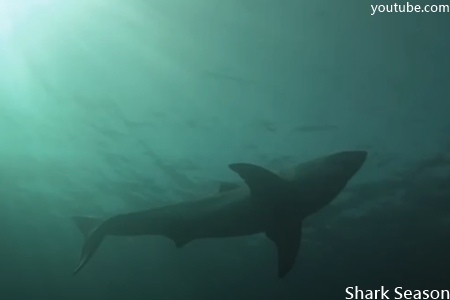 Shark Season-1.jpg