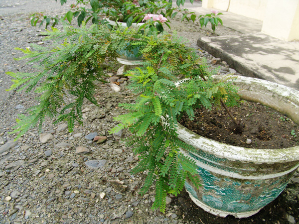 盆植半個月後