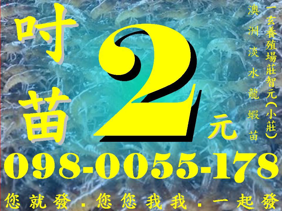 澳洲淡水龍蝦，吋苗每隻2元，澳洲淡水龍蝦吋苗，澳洲淡水龍蝦苗，澳洲青龍蝦，澳洲青龍蝦苗，澳洲小青龍蝦，小青龍，小龍蝦，紅鰲螯蝦，淡水小龍蝦，澳洲淡水小龍蝦，台灣淡水藍龍蝦，台灣淡水龍蝦，台灣藍龍蝦，澳洲淡水龍蝦養殖，澳洲淡水龍蝦養殖成本，澳洲淡水龍蝦養殖技術，澳洲淡水龍蝦飼養，澳洲淡水龍蝦價格，澳洲淡水龍蝦料理，澳洲淡水龍蝦繁殖，一玄水產養殖場，莊智元，D9.JPG