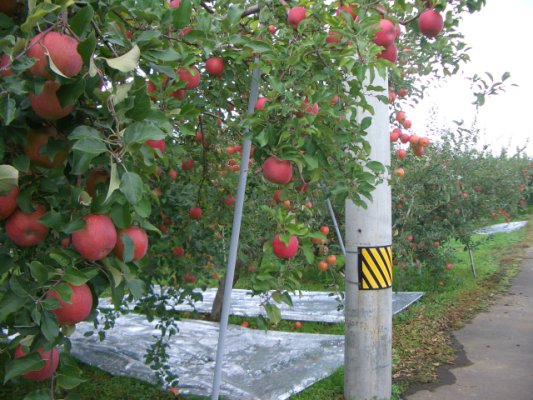 蘋果農園-1.JPG