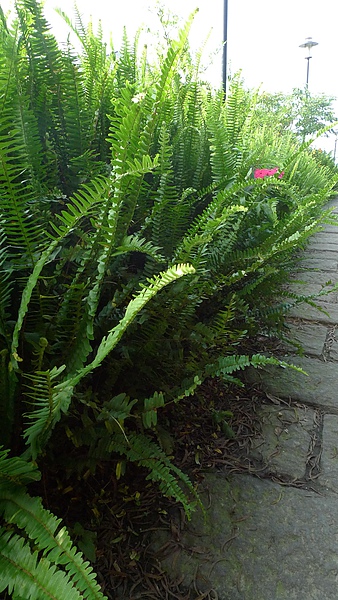 P1000323.jpg P1000323.jpg