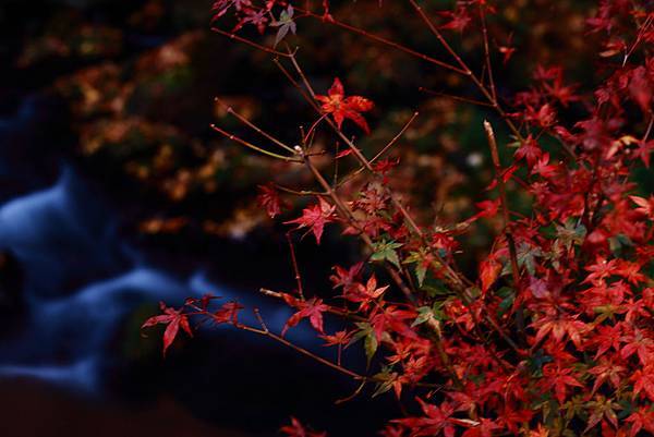 IMG_0462.JPG IMG_0462.JPG