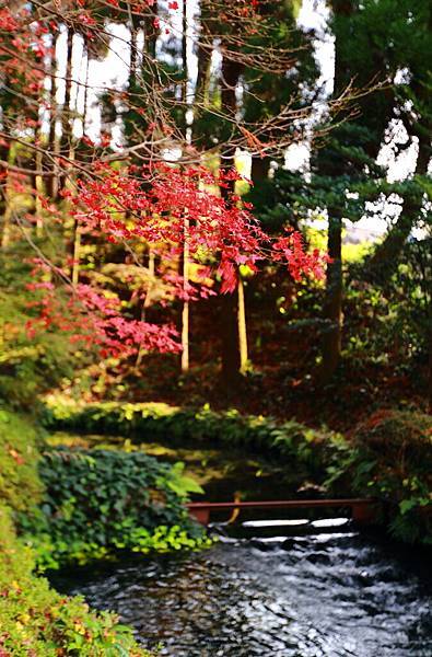 IMG_0243.JPG IMG_0243.JPG