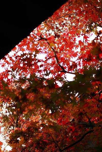 IMG_0807.JPG IMG_0807.JPG