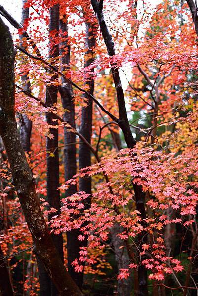 IMG_0565.JPG IMG_0565.JPG