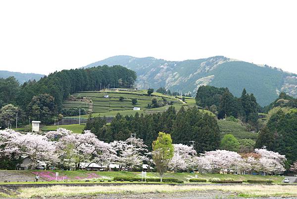 IMG_3772.JPG IMG_3772.JPG