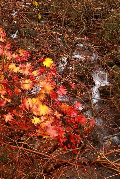 image.jpeg image.jpeg