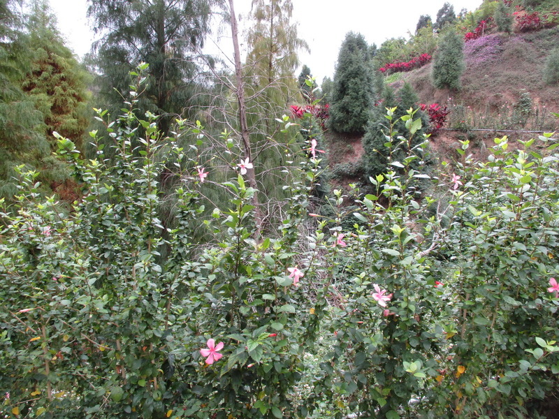 IMG_7494_調整大小.jpg IMG_7494_調整大小.jpg