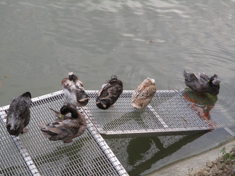 IMG_7535_調整大小.jpg IMG_7535_調整大小.jpg