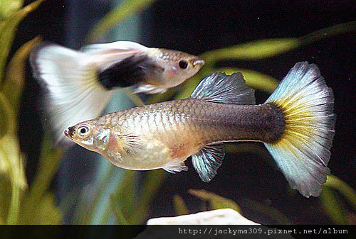 第一代德禮 第一代德禮