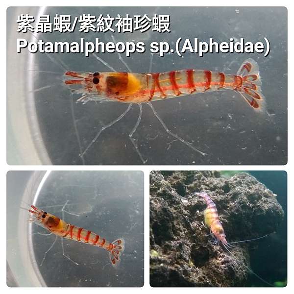 紫晶蝦 紫紋袖珍蝦 魚箱蝦寶 痞客邦 紫晶蝦 紫紋袖珍蝦 魚箱蝦寶 痞客邦
