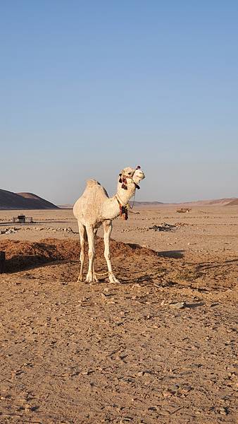 埃及旅行_駱駝 埃及旅行_駱駝