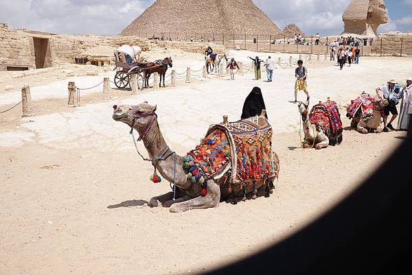 埃及旅行_駱駝 埃及旅行_駱駝