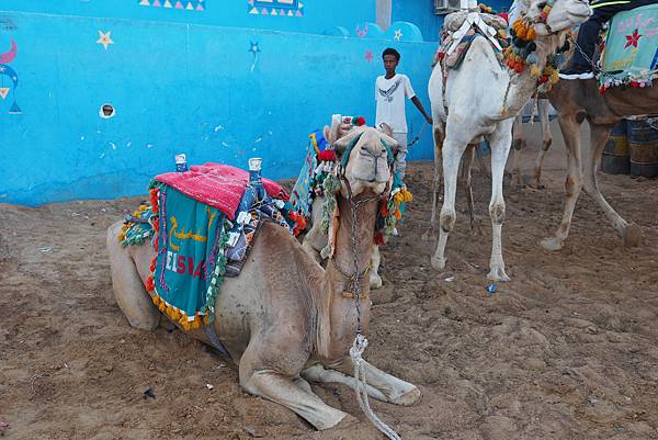 埃及旅行_駱駝 埃及旅行_駱駝