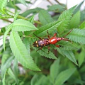 cute little thing on the plant.