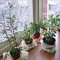my 5 little herbs