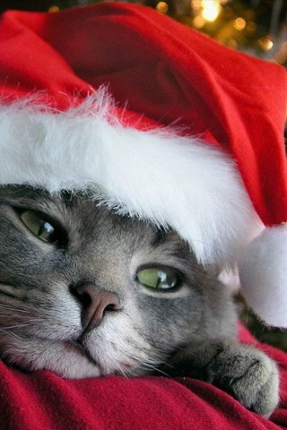 animals-kitty-christmas.jpg