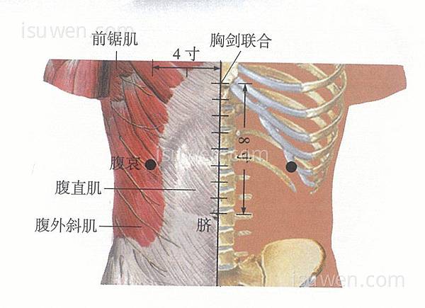 腹哀穴.jpg