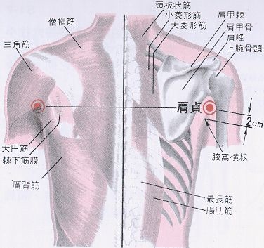 肩貞穴.jpg