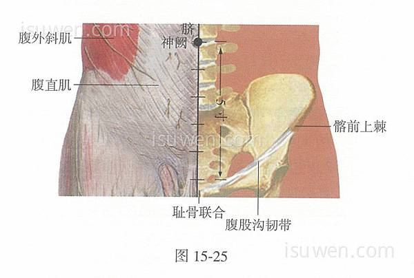 神闕穴.jpg