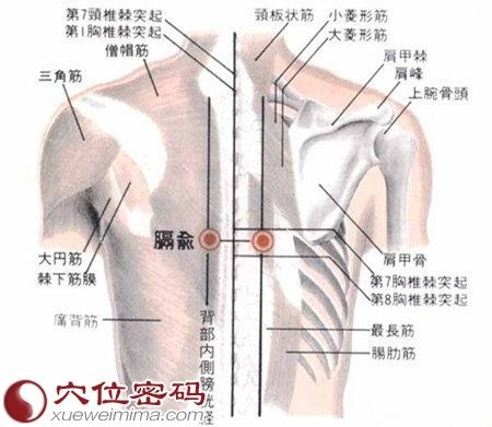 膈俞穴.jpg