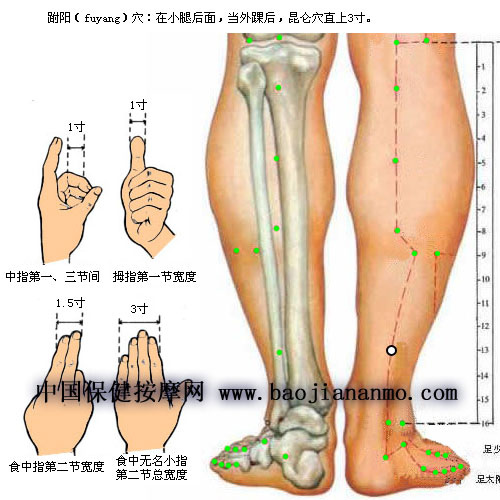 跗陽穴.jpg