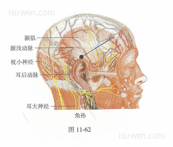 角孫穴.jpg