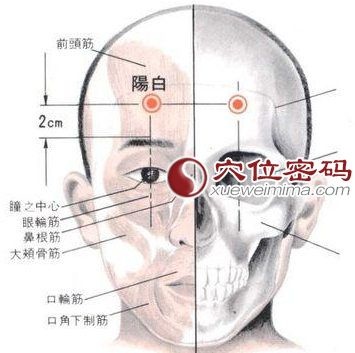 陽白穴.jpg