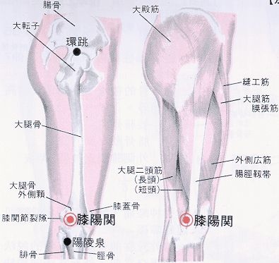 膝陽關穴.jpg