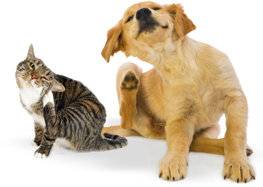 protecting-your-dogs-and-cat-from-parasites.png protecting-your-dogs-and-cat-from-parasites.png