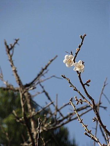 梅花在風中 在陽光下靜靜綻放一股獨特氣質 小敏老師的部落格 痞客邦 梅花在風中 在陽光下靜靜綻放一股獨特氣質 小敏老師的部落格 痞客邦