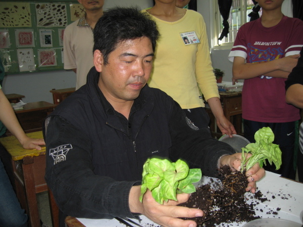 合果芋大略的分成兩份即可