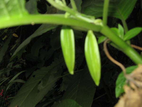 大花曼陀羅的種子莢看起來實在不像茄科植物
