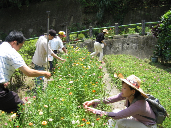 花漸漸少了