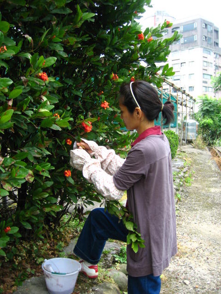 菊華的架勢根本是臥底的高手