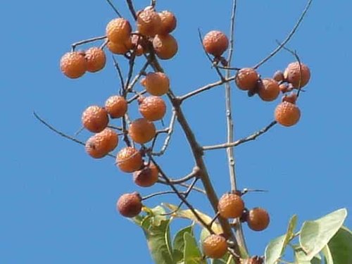 無患子 3.jpg