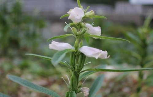 芝麻 3.jpg