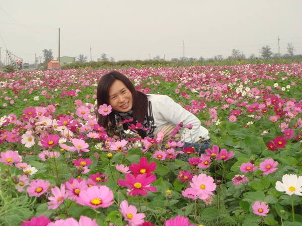 休耕前....農田換上新衣...紅的黃的...美極了