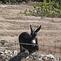 Mykonos  - Donkey