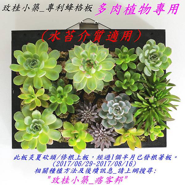 玫桂小築 專利 蜂格板 多肉專用板 水苔介質適用 開始販售 詳細圖解 玫桂小築 痞客邦